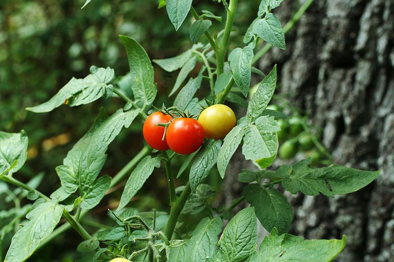 File:Threeunripetomatoes.jpg