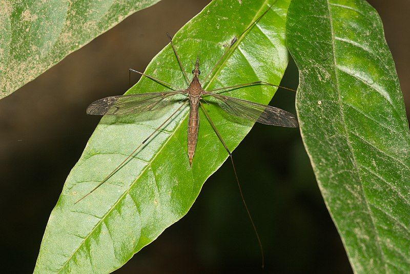 File:Tipulidae-Kadavoor-2016-06-23-001.jpg