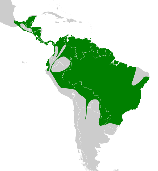 File:Tolmomyias sulphurescens map.svg