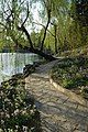 A pathway in the campus