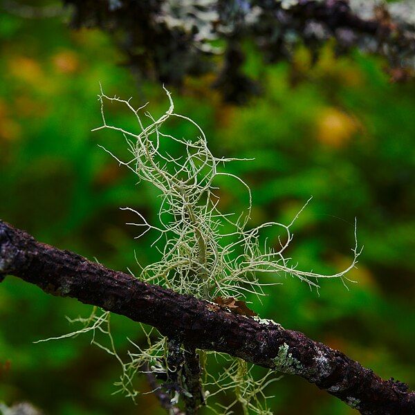 File:Usnea lapponica Vain.jpg