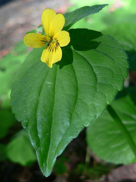 File:Viola glabella 06249.JPG