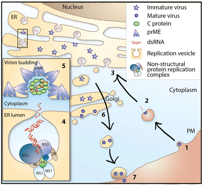 File:Viruses-10-00340-g002.png