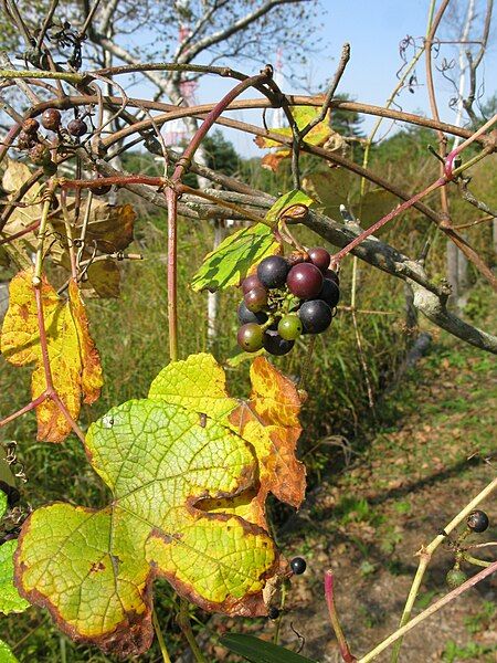 File:Vitis ficifolia 1.JPG