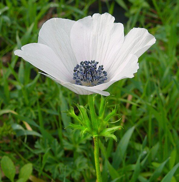 File:White-Anemone-coronaria-0011.jpg