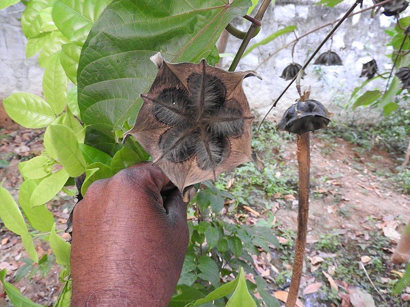 File:Abroma augustum-6-papanasam-tirunelveli-India.jpg