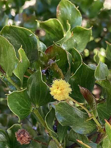 File:Acacia awestoniana.jpg