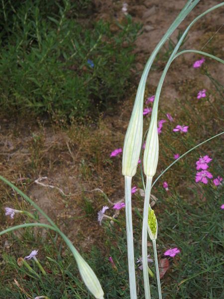 File:Allium flavum buds.jpg