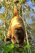 Alouatta