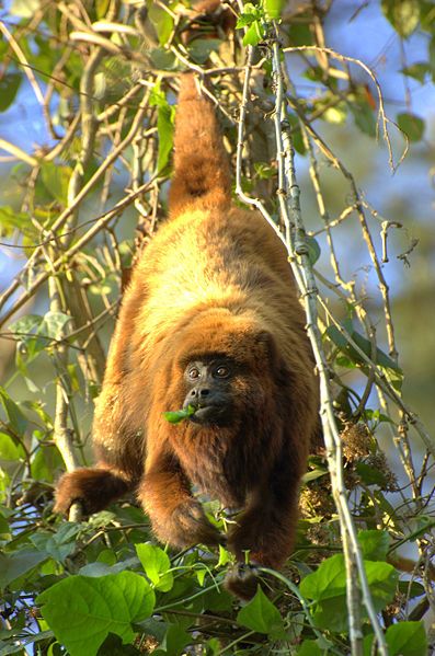 File:Alouatta fusca clamitans.jpg