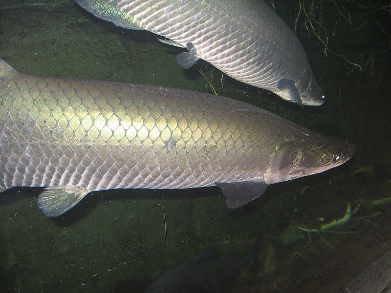 File:Arapaima049.JPG