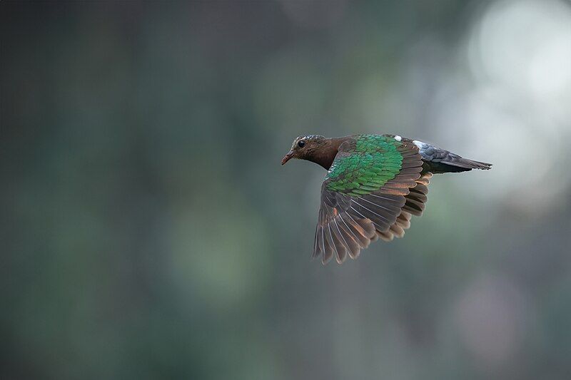 File:Asian Emerald Dove.jpg