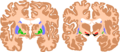 Basal ganglia. Attribution-Share Alike 3.0 Unported licensing, attributed to Patrick J. Lynch, Andrew Gillies and Mikael Häggström