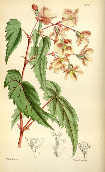 File:Begonia sutherlandii (2).jpg