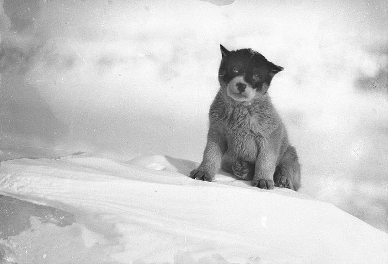 File:Blizzard pup.jpg