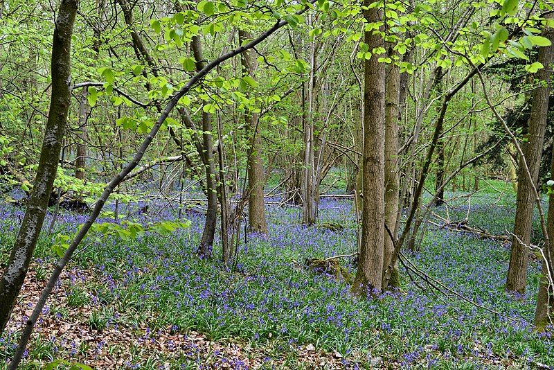 File:Bluebells, Mountain Wood.jpg