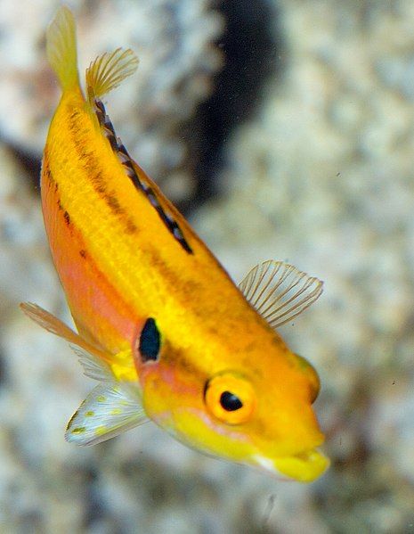 File:Bodianus cf. bimaculatus.jpg