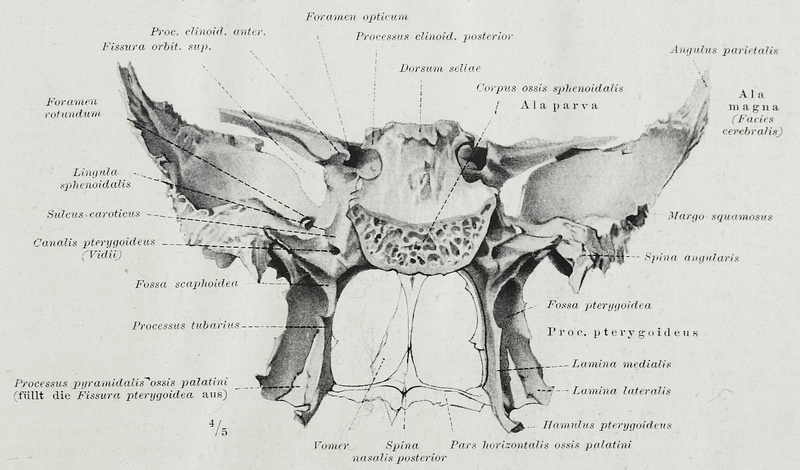 File:Braus 1921 339.png