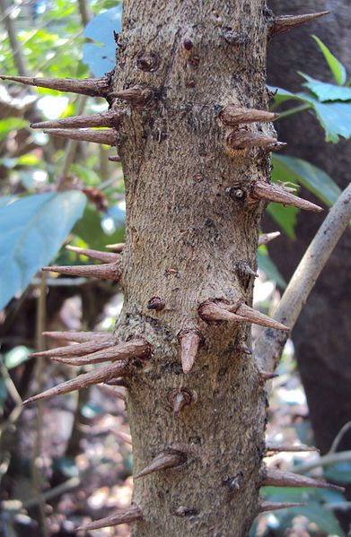 File:Bridelia retusa bark.jpg