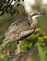 Bush Stone-curlew