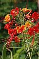 Caesalpinia pulcherrima