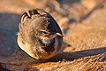 Cape Wagtail