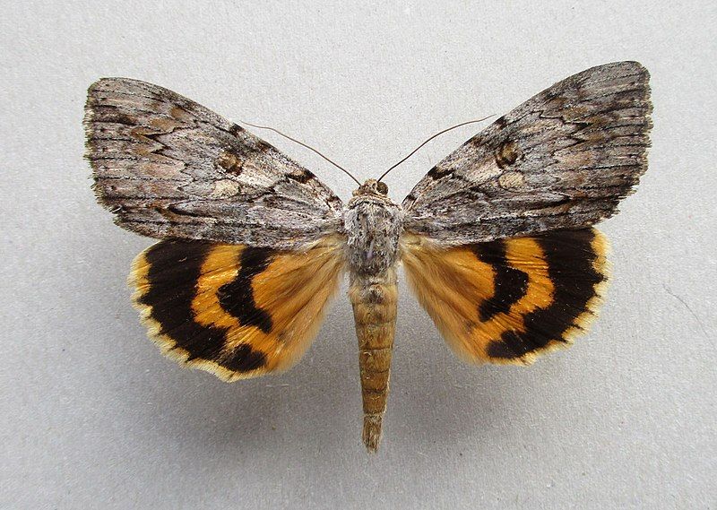 File:Catocala subnata 01.JPG