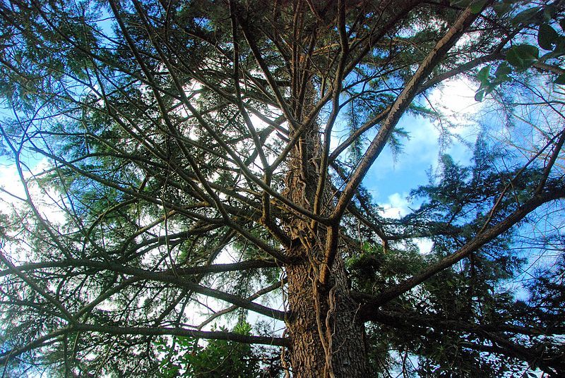 File:Cedrus 004.jpg