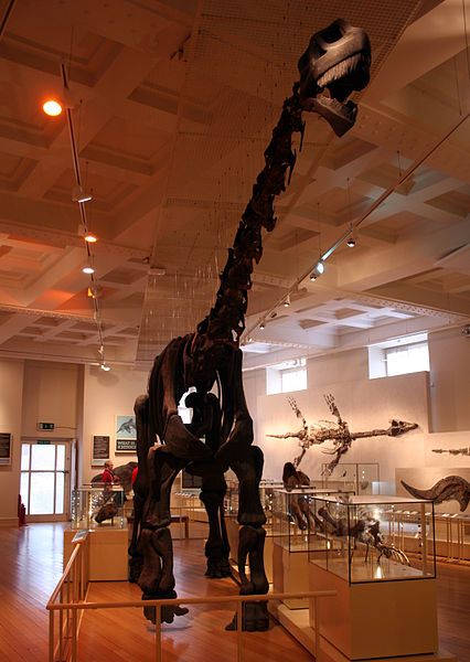 File:Cetiosaurus mount.jpg