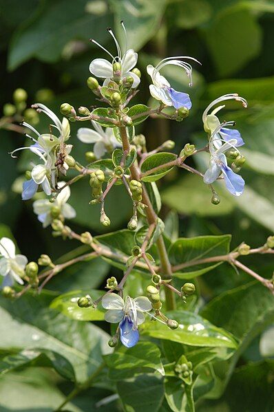 File:Clerodendrum ugandense1.JPG