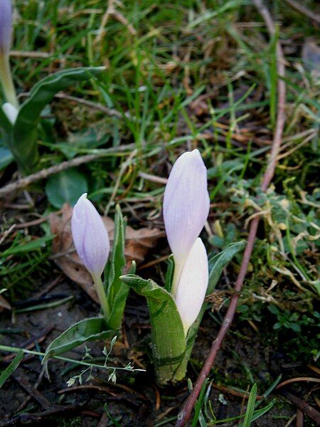 File:Colchicum hungaricum bud3.jpg