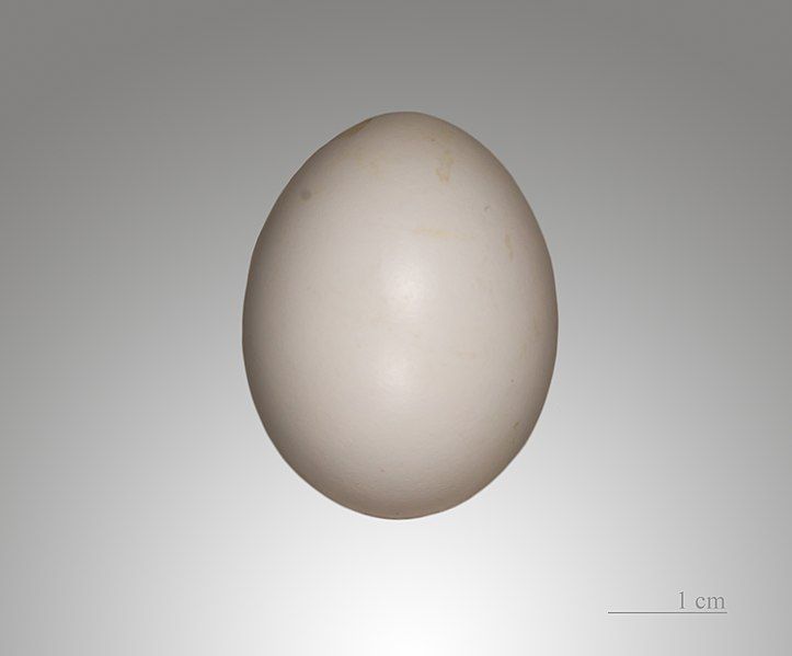 File:Colombine lumachelle MHNT.jpg