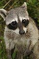 Cozumel Racoon