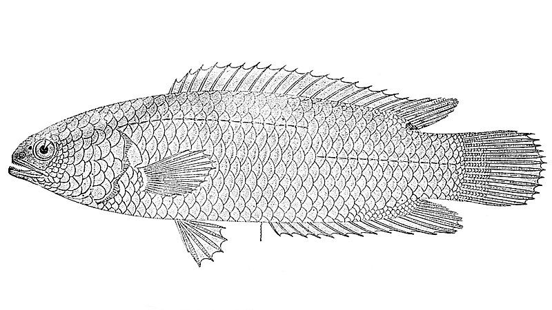 File:Ctenopoma multispine 2.jpg