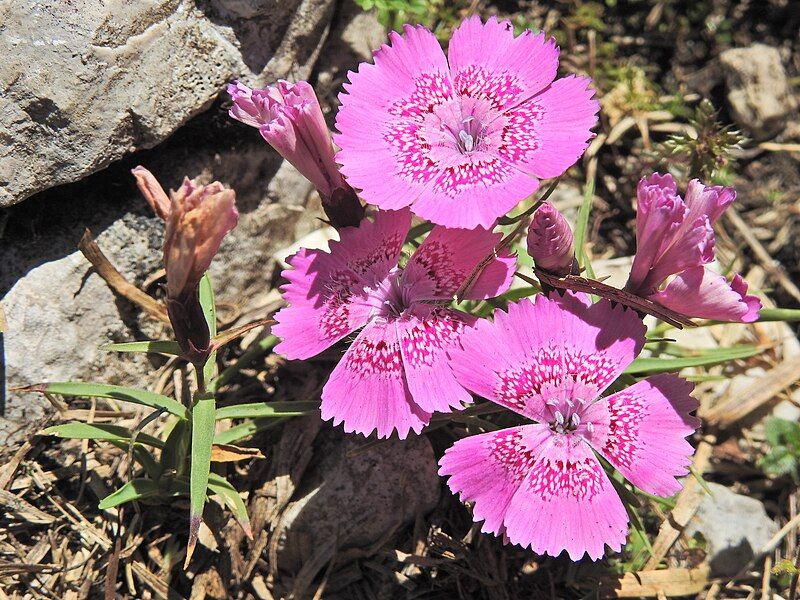 File:Dianthus callizonus (43270684964).jpg