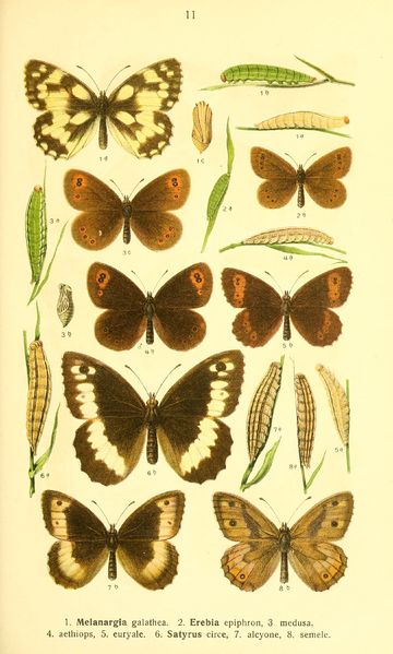 File:Dieschmetterling14ecks 0139.png