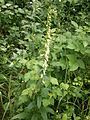 Digitalis lutea