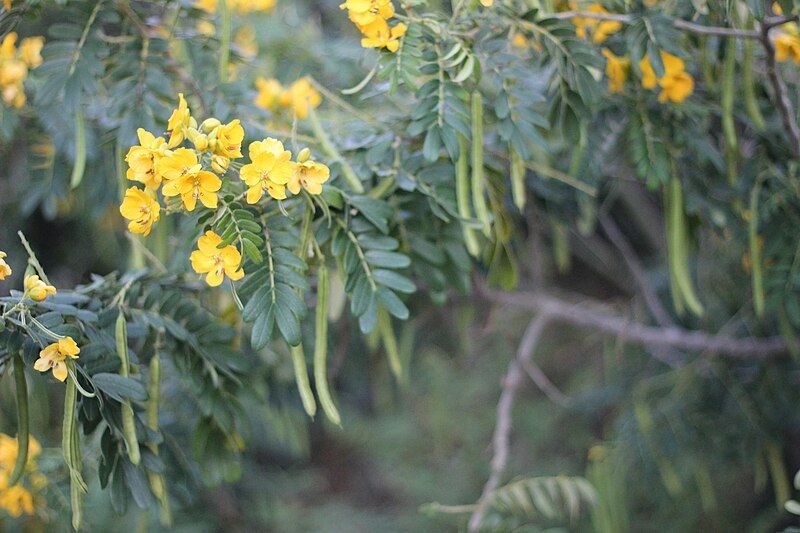 File:Droopy yellow flowers.JPG