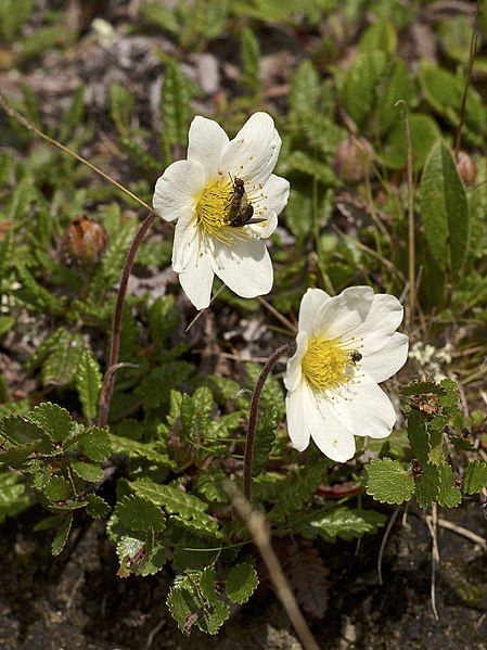 File:Dryas octopetala LC0327.jpg