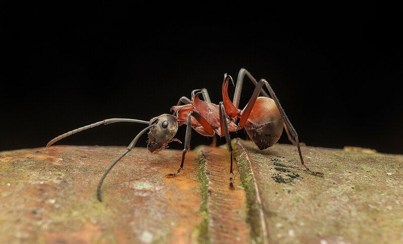 File:Fish-hook ant.jpg