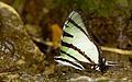 Fourbar swordtail (Graphium agetes)