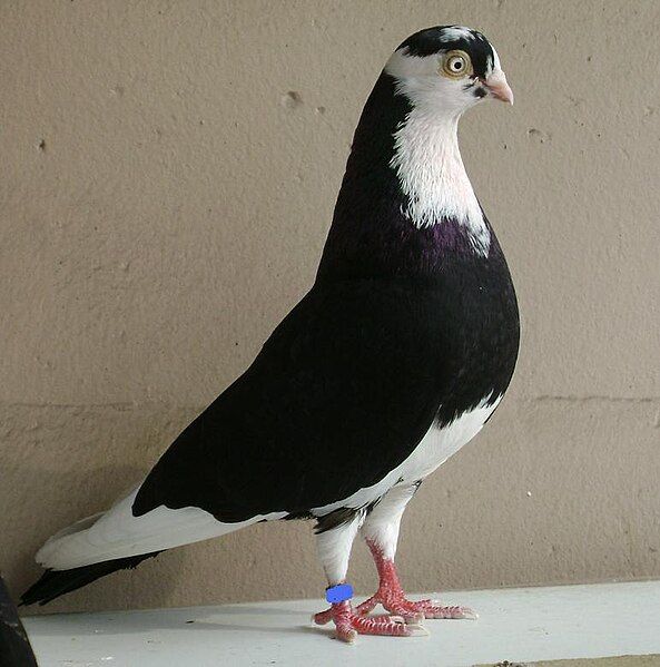 File:Galati Roller Pigeon.jpg