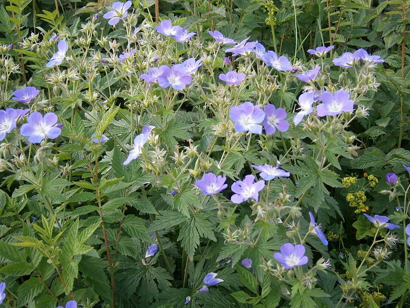 File:Geranium sylvaticum01.jpg