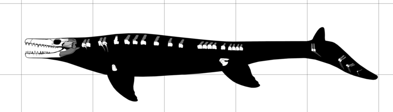 File:Goronyosaurus.png