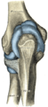 Capsule of elbow-joint (distended) seen from back