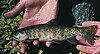 Greenback cutthroat trout (Oncorhynchus clarki stomias)