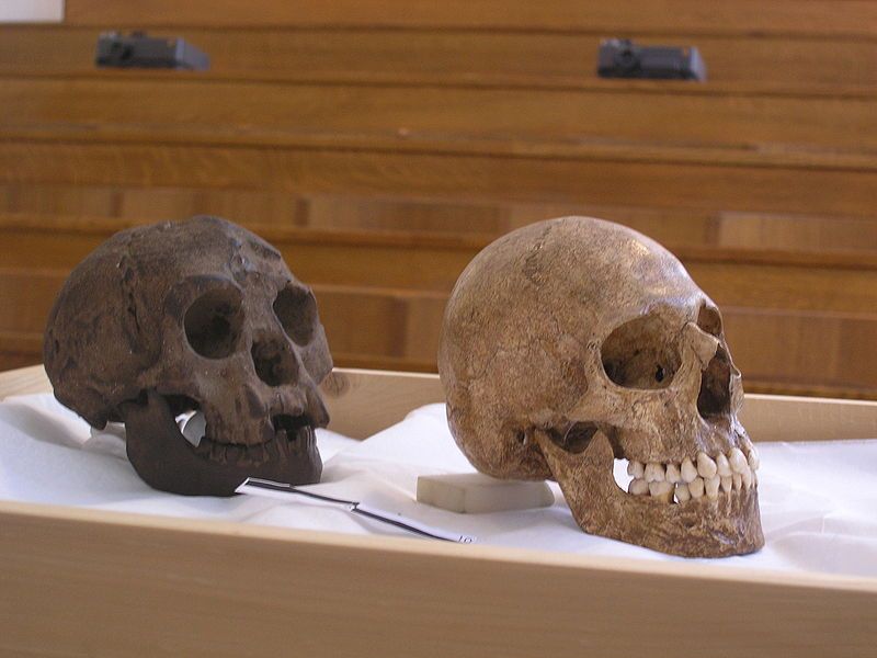 File:H-floresiensis-Cretan-microcephalic.jpg