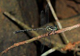 Heliogomphus lyratus (Q1311511)