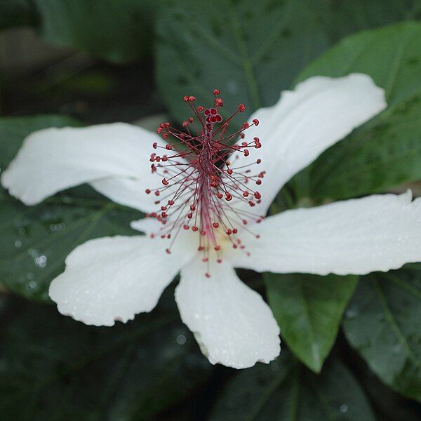 File:Hibiscus punaluuensis-IMG 5449.jpg