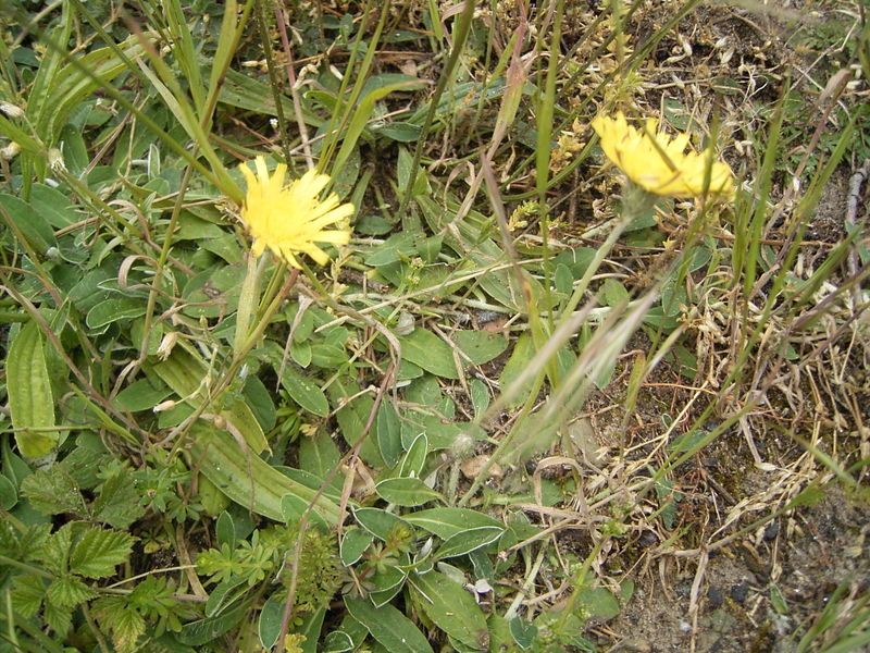 File:Hieracium pilosella plant.jpg